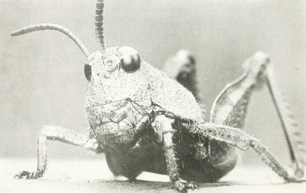 Masschaeffer Insect The Case for Insect Consciousness—Asterisk
