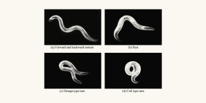Motion patterns of C. elegans.