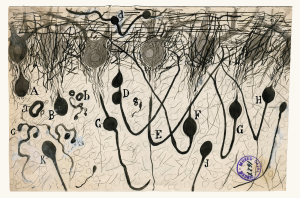 Axon of Purkinje neurons in the cerebellum of a drowned man, c. 1900, Santiago Ramón y Cajal, Cajal Institute, Madrid.
